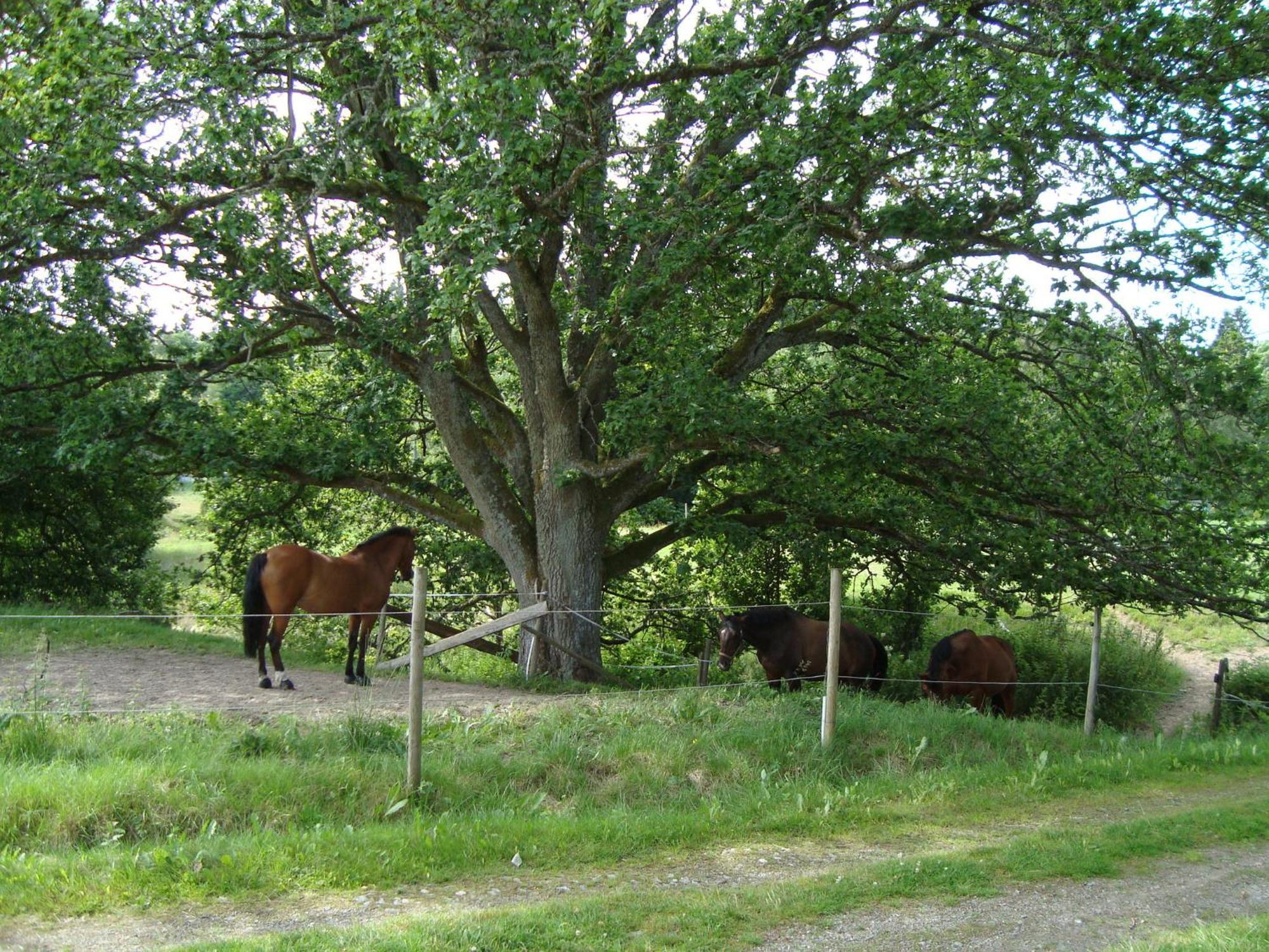 Aelgbergets Bed & Breakfast Ucklum Bagian luar foto